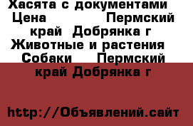 Хасята с документами › Цена ­ 20 000 - Пермский край, Добрянка г. Животные и растения » Собаки   . Пермский край,Добрянка г.